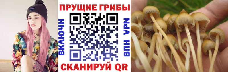 Псилоцибиновые грибы Cubensis  дарнет шоп  Иркутск 